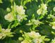 Чохол матраца для гойдалки водовідштовхуючий eGarden JASMINE FRESH TOUCH 170x110x6 6220 фото 5